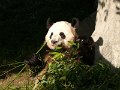 Pandas (033)